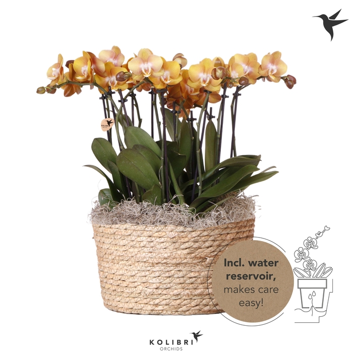 <h4>Kolibri Orchids Phalaenopsis Mono Bouquet Las Vegas 9 spike in Reed Basket with watering system</h4>