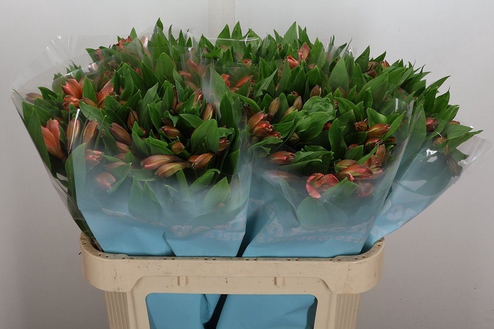 <h4>Alstroemeria  'Vixen'</h4>