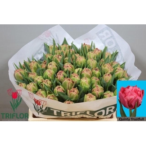 TU DU QUIN TRUSTFULL