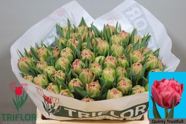 <h4>TU DU QUIN TRUSTFULL</h4>