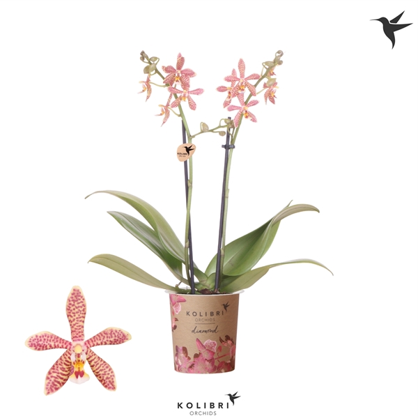 <h4>Kolibri Orchids Phalaenopsis Spider orange 2 spike</h4>