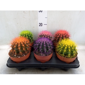 Echinocactus grusonii