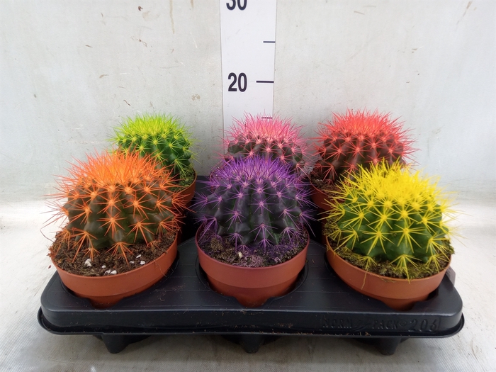 <h4>Echinocactus grusonii</h4>