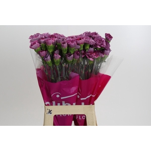 Dianthus St Hypnosis
