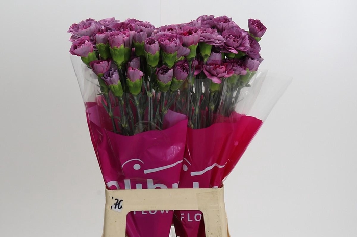 <h4>Dianthus St Hypnosis</h4>