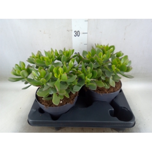 Crassula  'Minova Magic'
