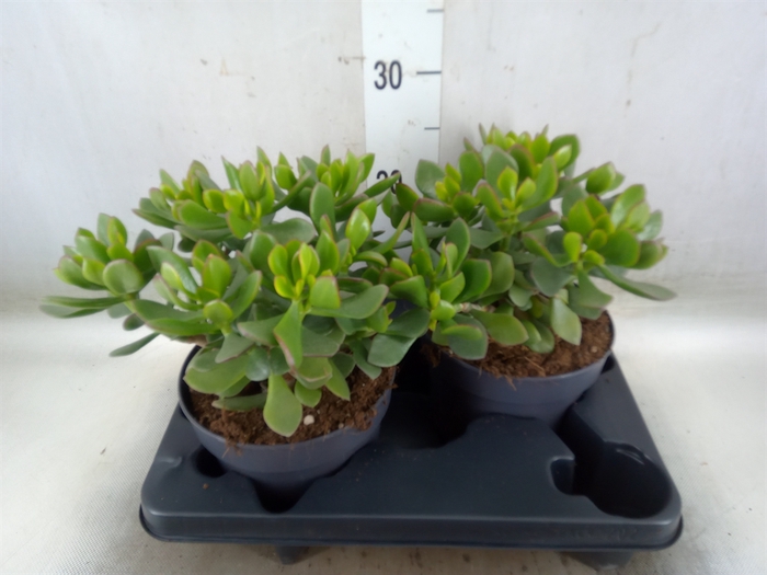 <h4>Crassula  'Minova Magic'</h4>