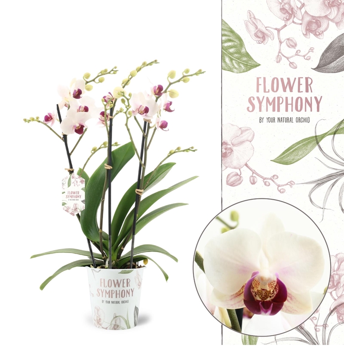 <h4>Flower Symphony | Safe Haven | Phalaenopsis 3 spike</h4>