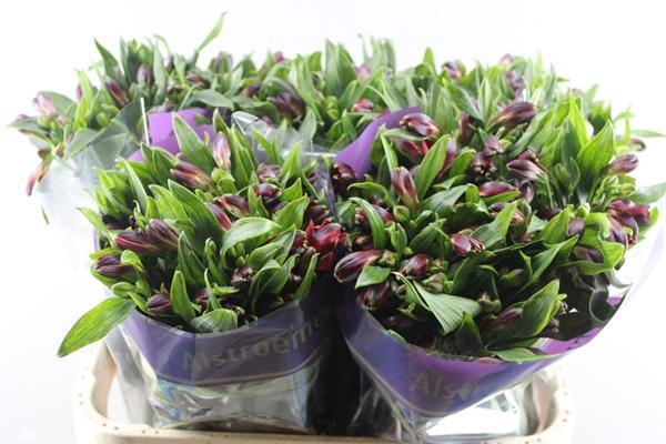 <h4>Alstr Rumba (rood)</h4>