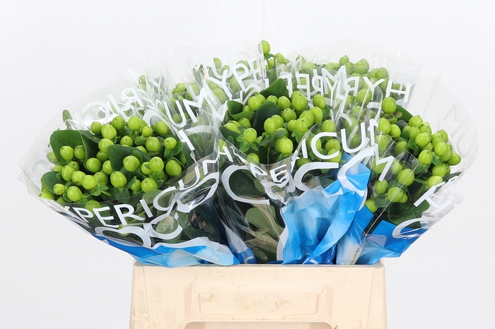 <h4>Hyp Coco Bamboo</h4>