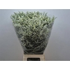 Lim Sin Mountain Diamond White