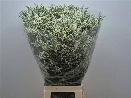 Lim Sin Mountain Diamond White