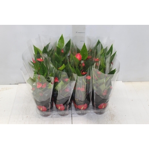 ANTHURIUM MINI MILLION FLOWERS P09