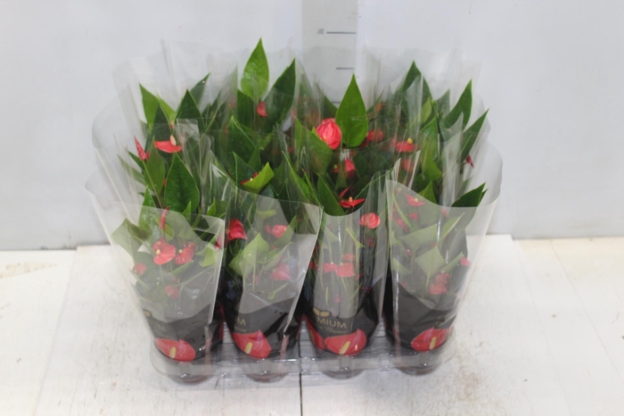 <h4>ANTHURIUM MINI MILLION FLOWERS P09</h4>