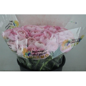 Ran Cloni Sup Lady Hanoi Pink