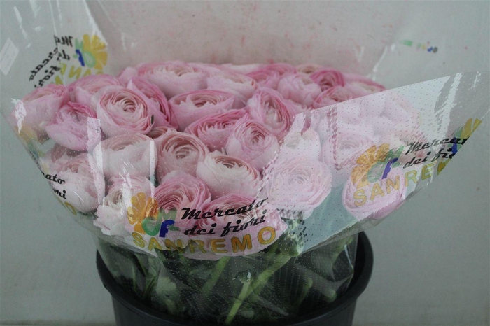 <h4>Ran Cloni Sup Lady Hanoi Pink</h4>