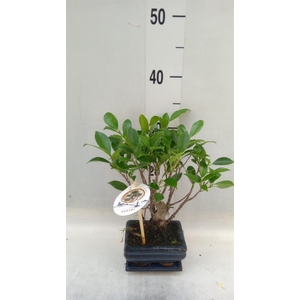 Bonsai   ...mix
