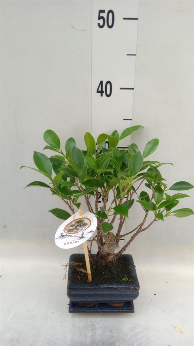<h4>Bonsai   ...mix</h4>