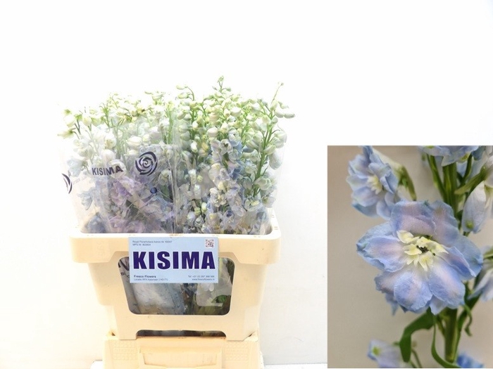 <h4>Delph Magic Fountains Skyblue Kisima</h4>