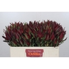 Leucadendron Saf Sunset Dark R.Spray