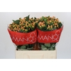 Hypericum Mellow Romance