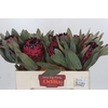 Protea Barbigera Ruby Princess Air