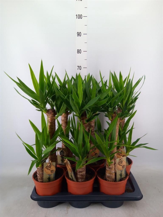 <h4>Yucca   ...</h4>