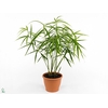 ZINGIBER OFFICINALE