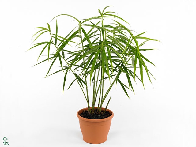 ZINGIBER OFFICINALE