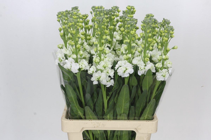 <h4>Matthiola Iron White</h4>