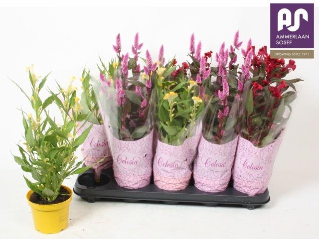 <h4>CEL ARGENTEA GEM</h4>