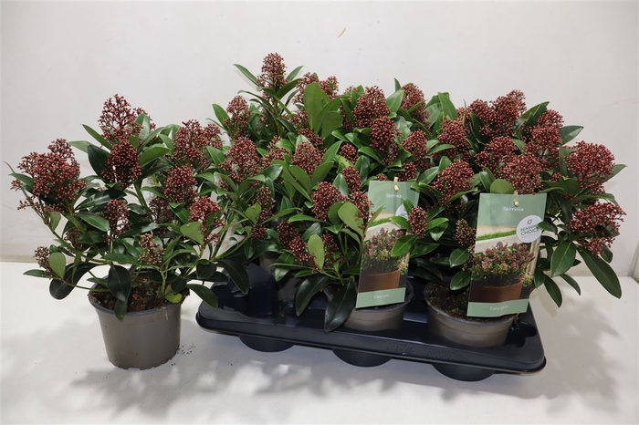 <h4>arr8 Skim J Rubella</h4>