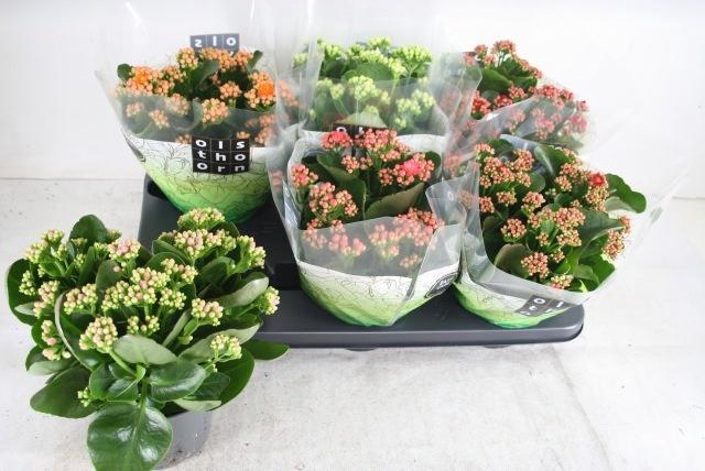 <h4>KAL GE GEM 5 KL</h4>