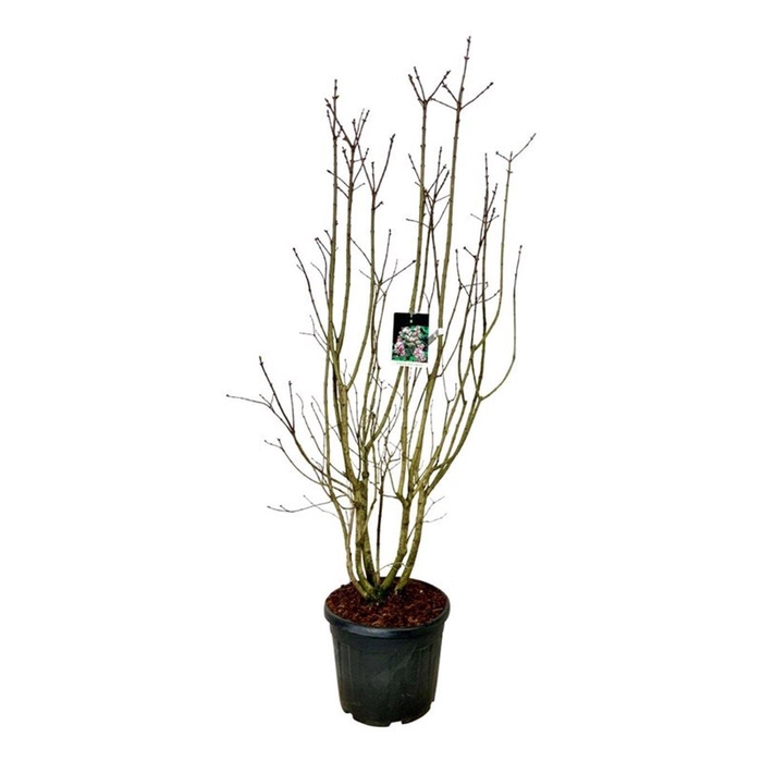 <h4>Syringa v. Beauty of Moscow</h4>