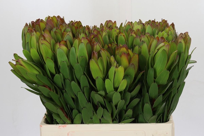<h4>Leucadendron Goldstrike</h4>
