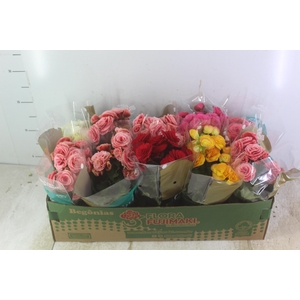 BEGONIA P11