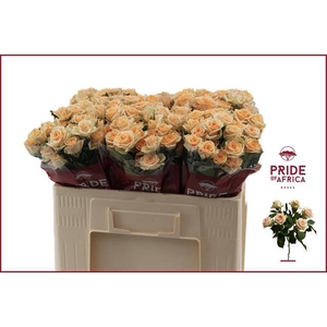 Rosa spray trinity