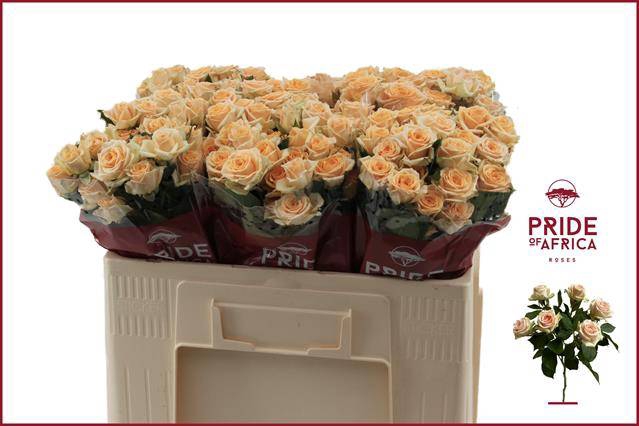 <h4>Rosa spray trinity</h4>