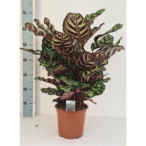 Calathea makoyana