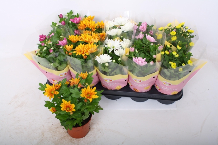 <h4>CHRYS GEM 5 KL</h4>