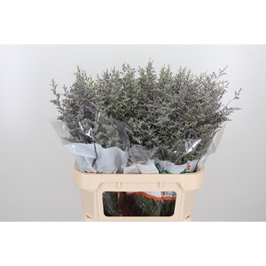 Limonium Misty Blue