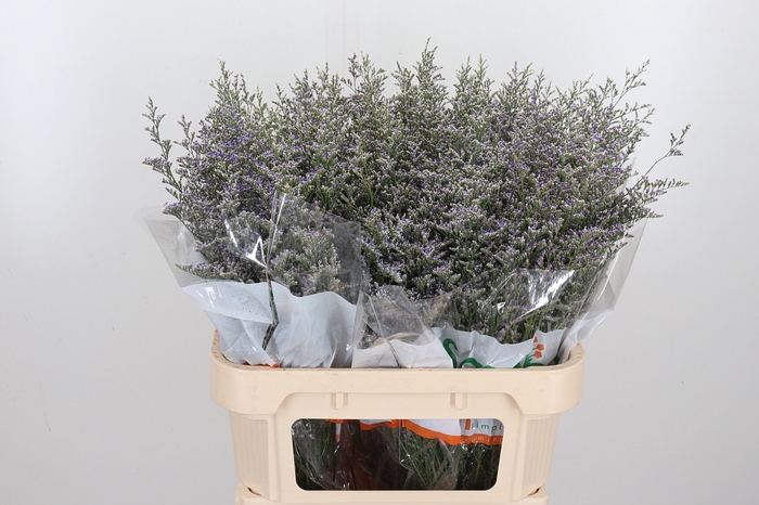 <h4>Limonium Misty Blue</h4>