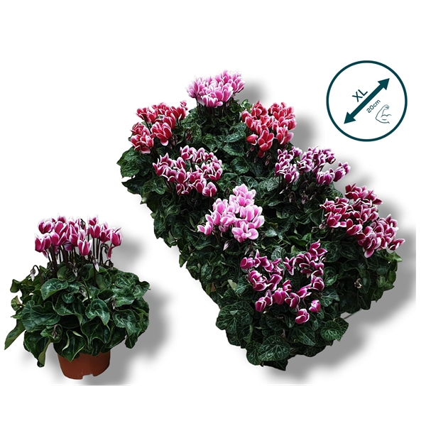 <h4>Cyclaam-FUJI MIX</h4>