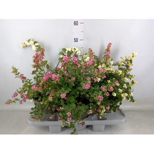 Symphoricarpos   ...