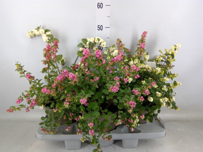 <h4>Symphoricarpos   ...</h4>
