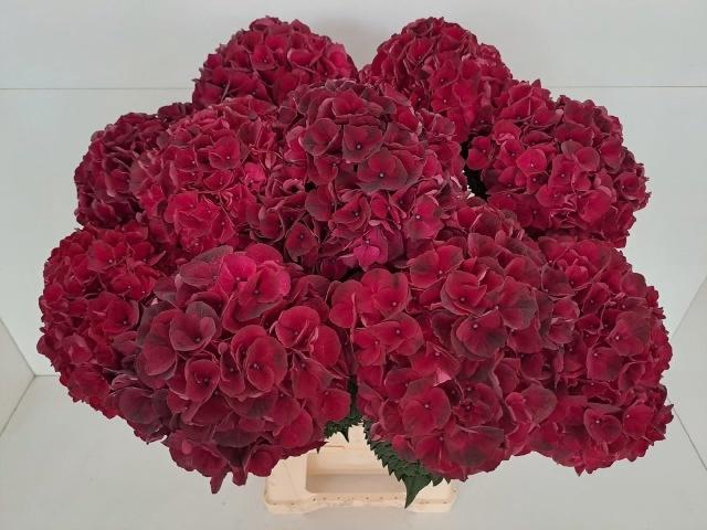 <h4>HYDR M MAG DARK RUBY</h4>