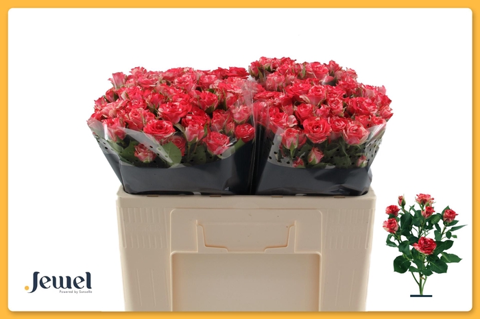 <h4>R TR FIREWORKS</h4>