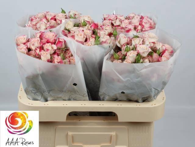 <h4>R TR REFLEX</h4>