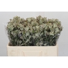 Anigozanthos Cape Gray Moss