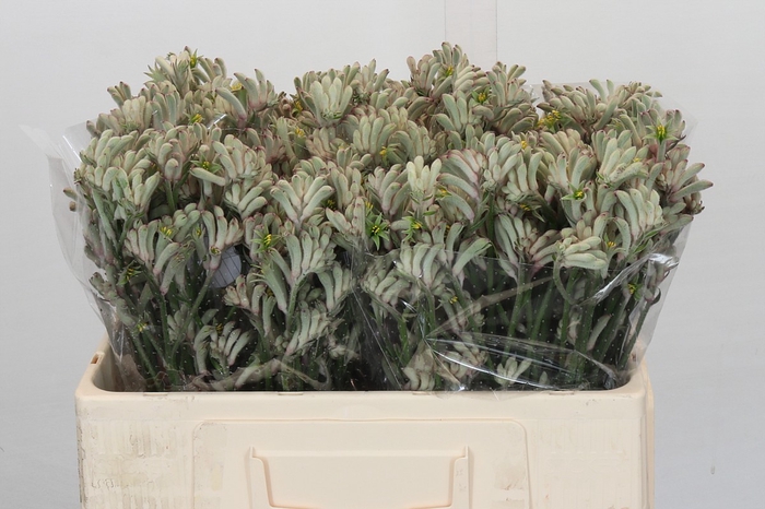 <h4>Anigozanthos Cape Gray Moss</h4>